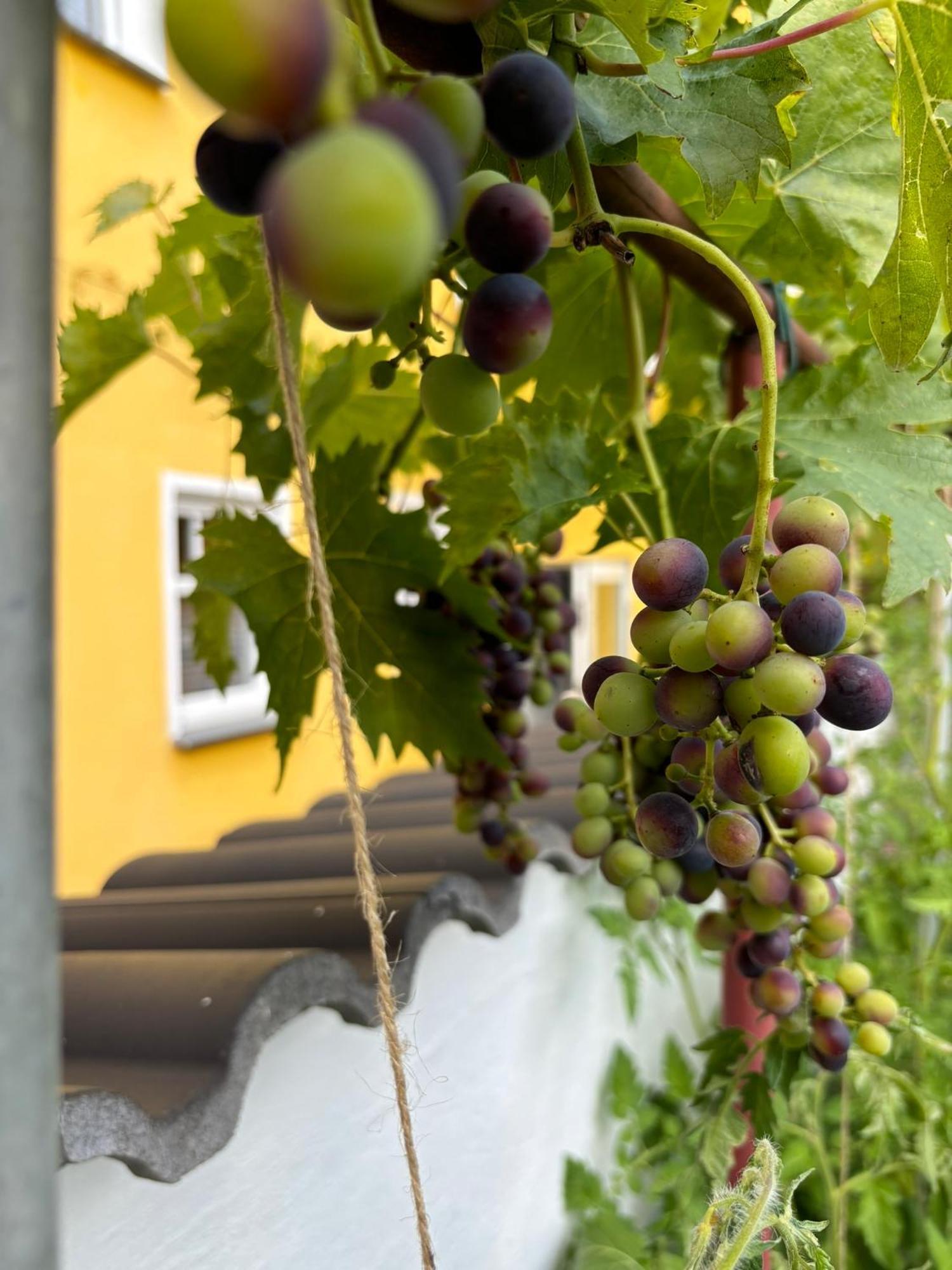 Apartamento Haus Rheinleben Boppard Exterior foto